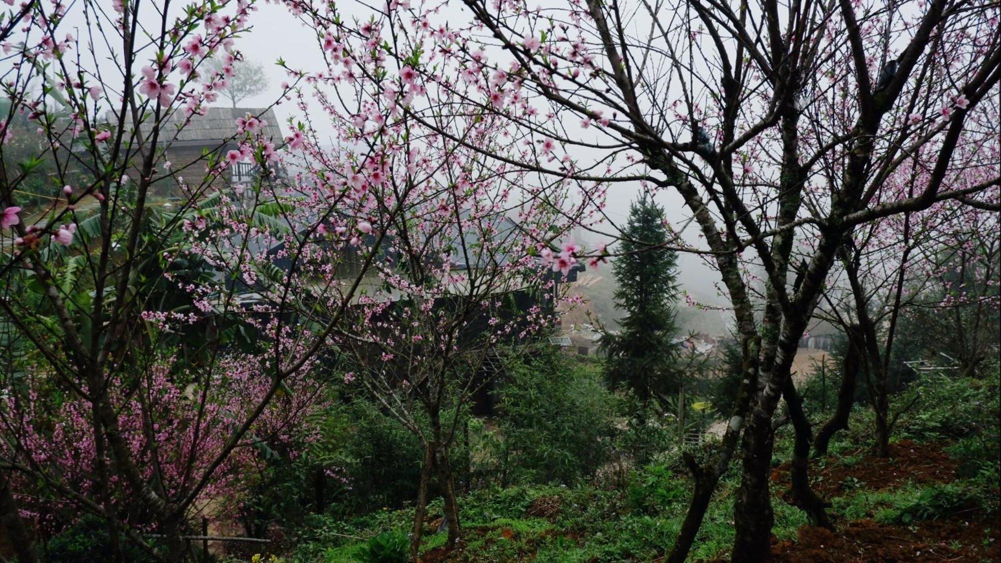 Ta Phin Cottage Sapa Exterior foto